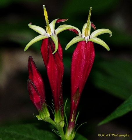 {Spigelia marilandica}